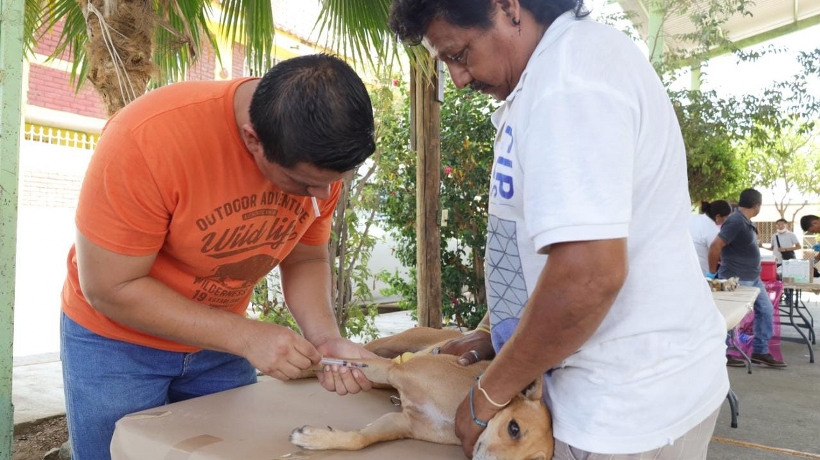 Llega campaña de esterilización de mascotas a Renacimiento de Acapulco