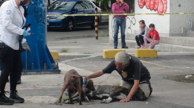 Zeus, el perro que murió enfrentando a asaltantes para proteger a su dueño