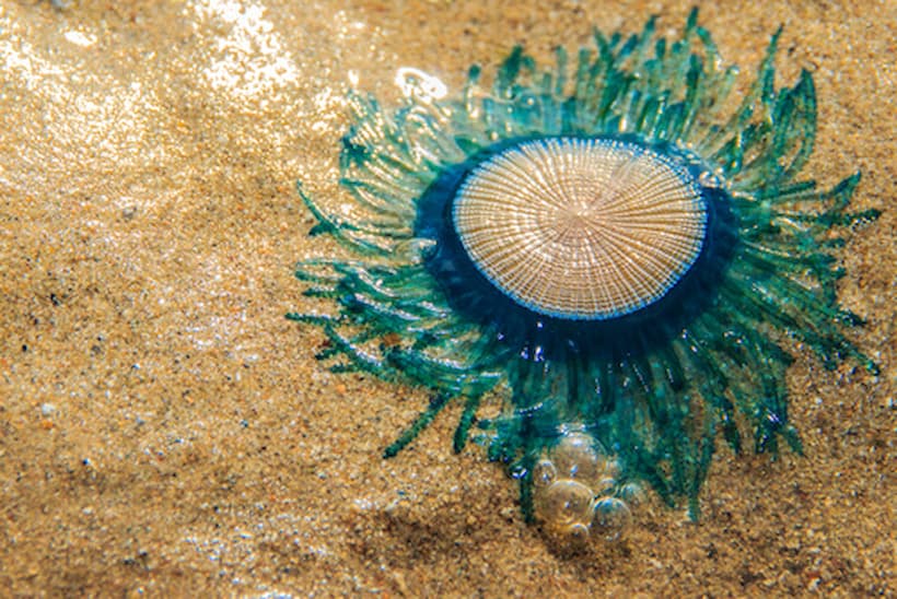 Por cambio climático aparece extraña especie de medusa en Playa Miramar