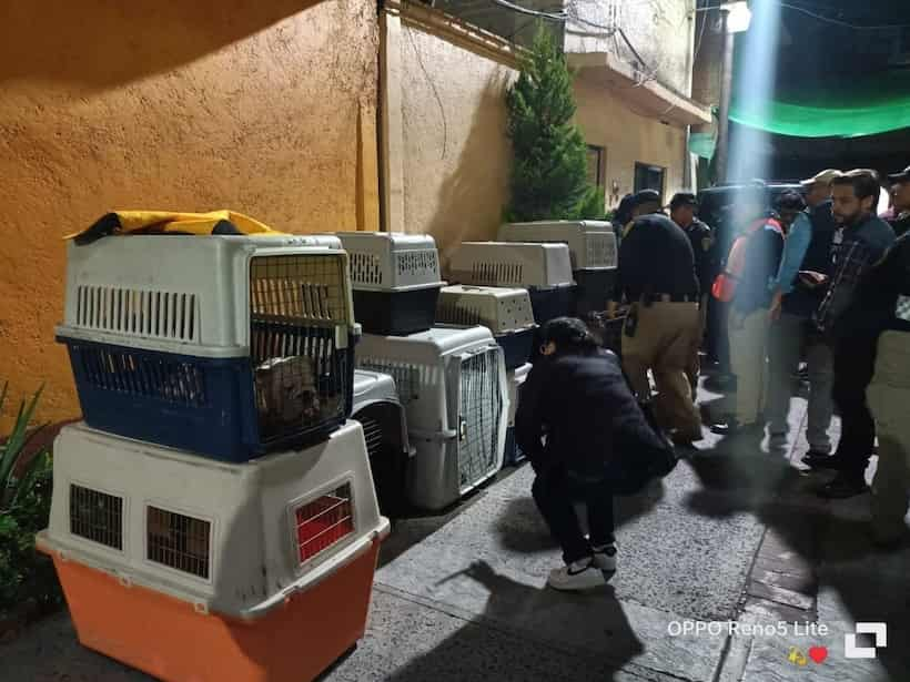 Detectan criadero clandestino de perros en CDMX; rescatan 25 ‘lomitos’