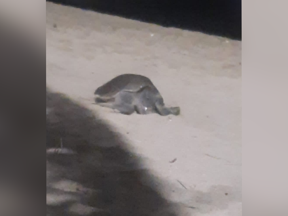 Captan a tortuga desovando en playa de Acapulco