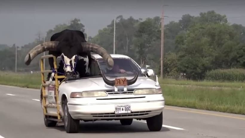 VIDEO: Detienen a hombre por transportar un toro watusi en su coche