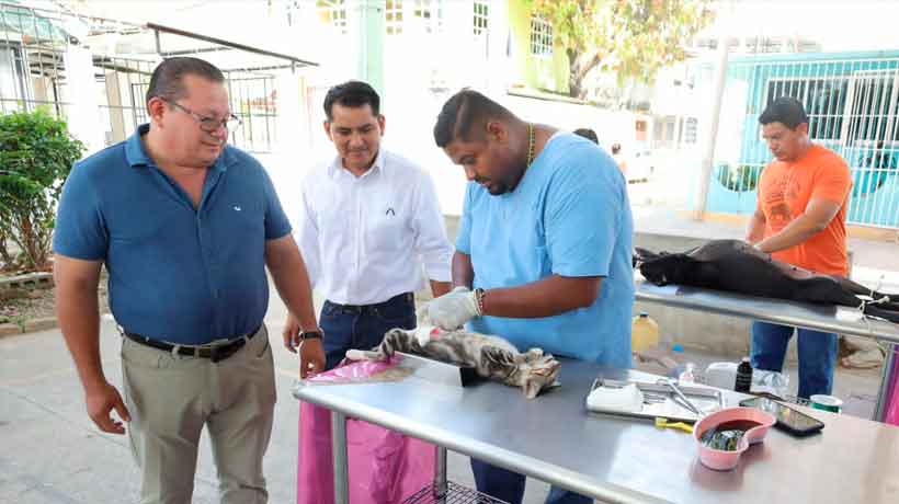 Continúa gobierno de Acapulco campaña de esterilización de perros y gatos