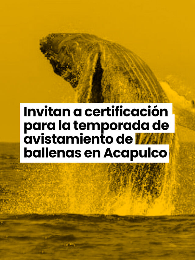 Invitan a certificación para la temporada de avistamientos de ballenas en Acapulco