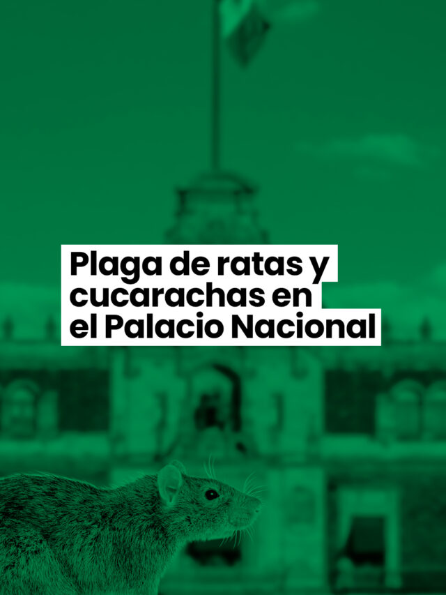 Plaga de ratas y cucarachas en el Palacio Nacional