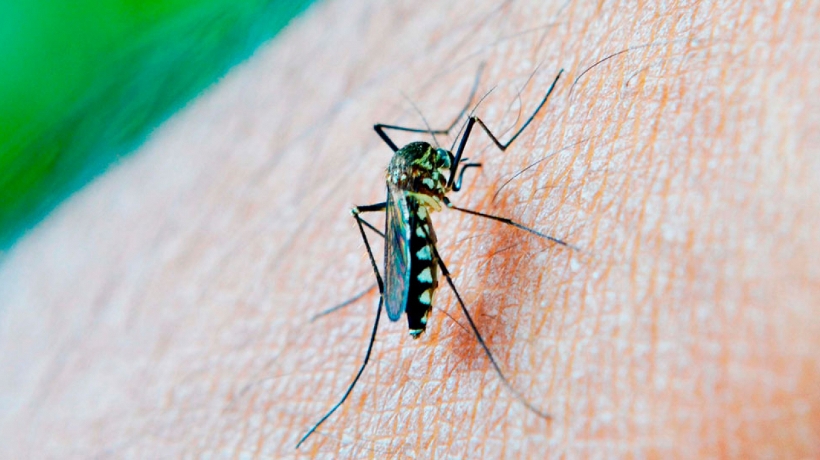 Se disparan los casos de dengue en Chilpancingo