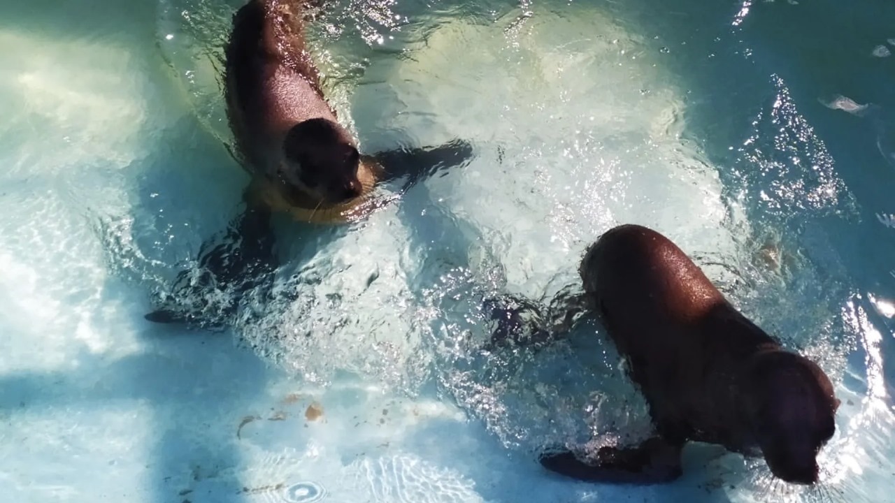 Detectan más casos de lobos marinos con gripe aviar en Argentina