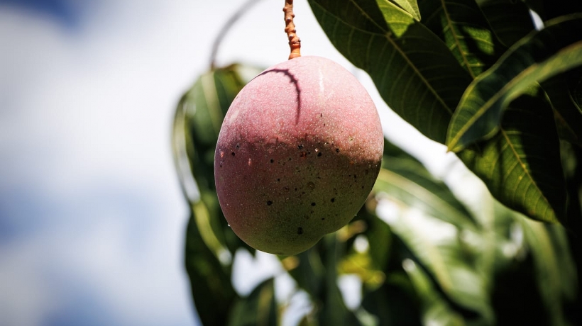 Congreso de Guerrero: Exhortan a fortalecer producción y comercialización de mango