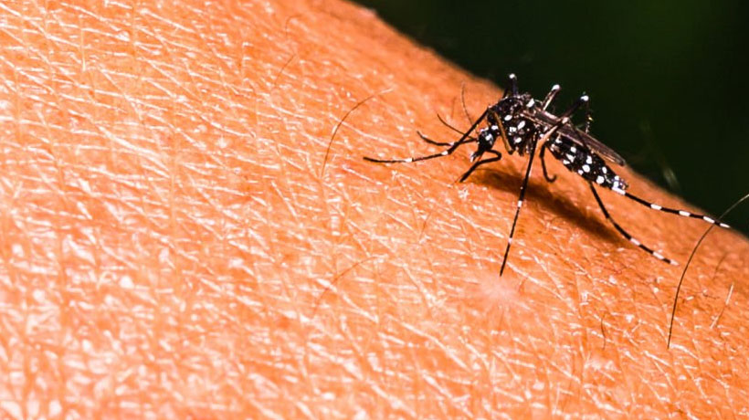 Insta IMSS Guerrero a tomar medidas de prevención contra el dengue