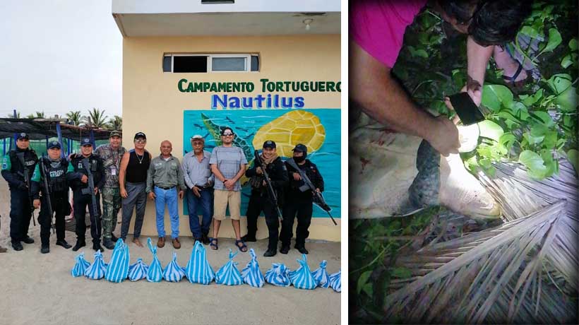 Rescatan tortuga atada y mil 473 huevos en Coyuca de Benítez, Guerrero