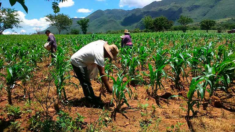 Solicitan ayuda para agricultores guerrerenses