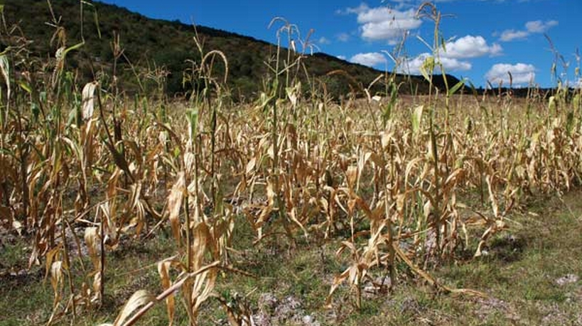 Sequía en Guerrero amenaza producción de granos y podría elevar precios