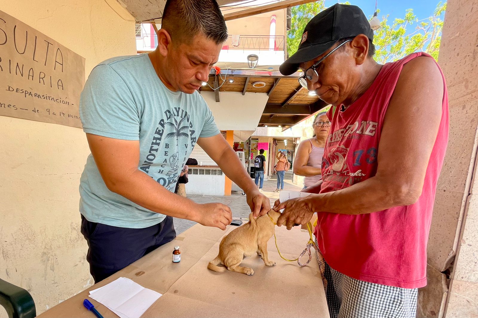 Brindan atención veterinaria gratuita en el Zócalo de Acapulco