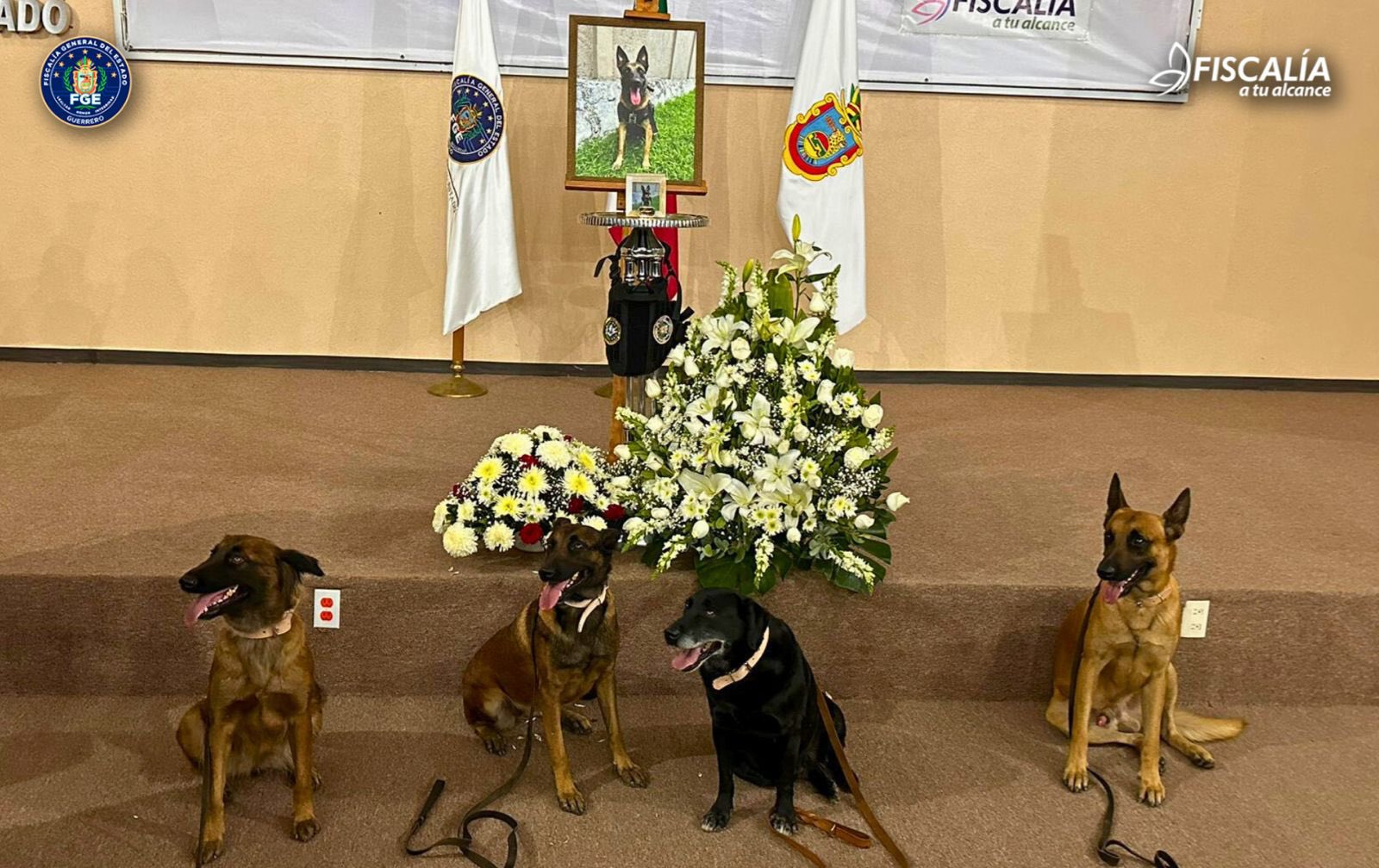 Rinden homenaje a Nidán, perro rescatista que murió en Acapulco