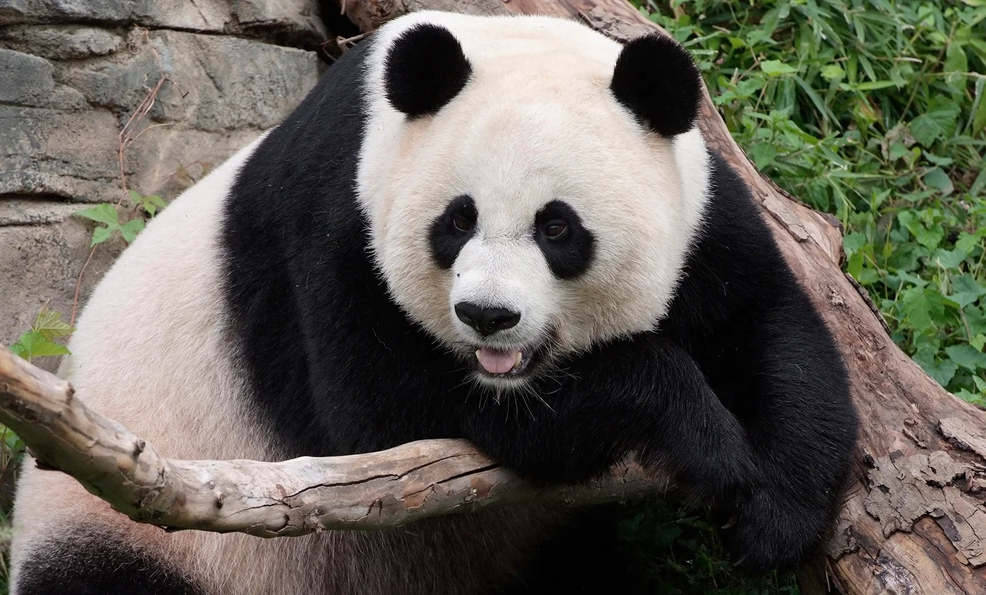 Restaurante que vende ajolotes en Japón también ofrece en su menú oso panda