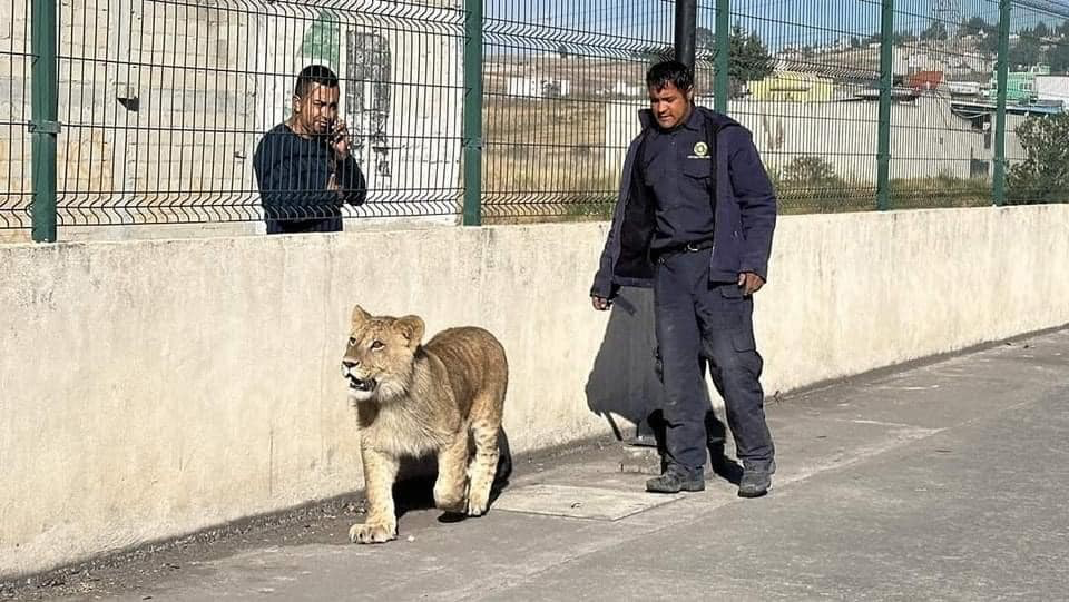 Cachorro de león cierra el año paseando por las calles de Toluca