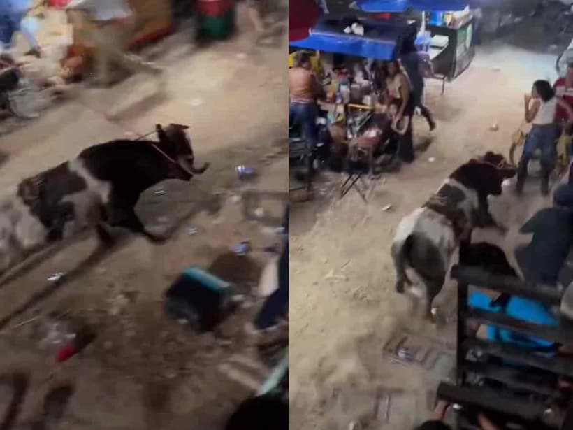 VIDEO: Toro logra escapar y causa pánico en Yucatán