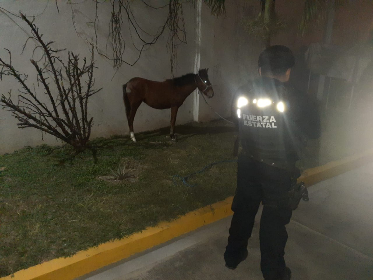 Policía Montada rescata potranca en carretera de Chilpancingo