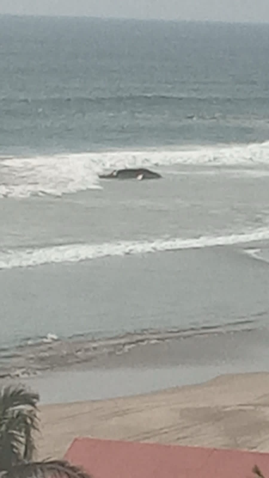 Marea arrastra ballena a  playa bonfil