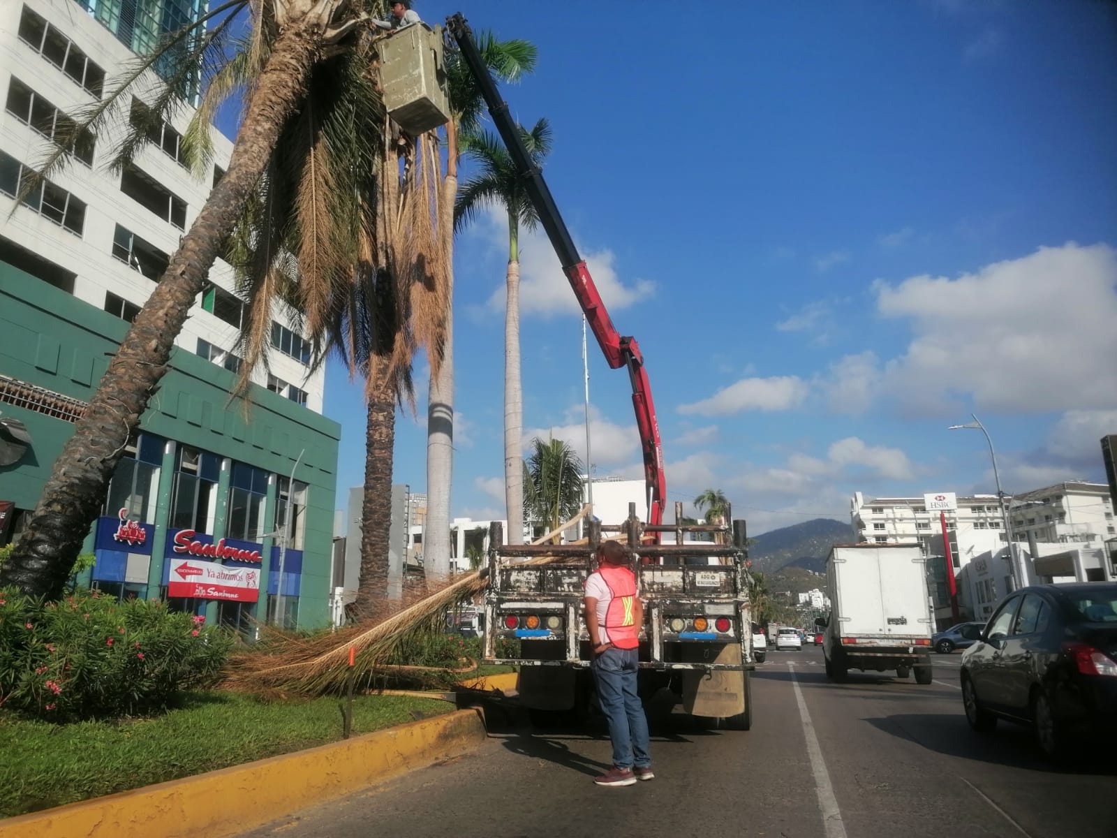 Rescatan palmeras afectadas por Otis en la Costera de Acapulco