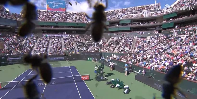 Suspenden partido de tenis Alcaraz-Zverev por invasión de abejas