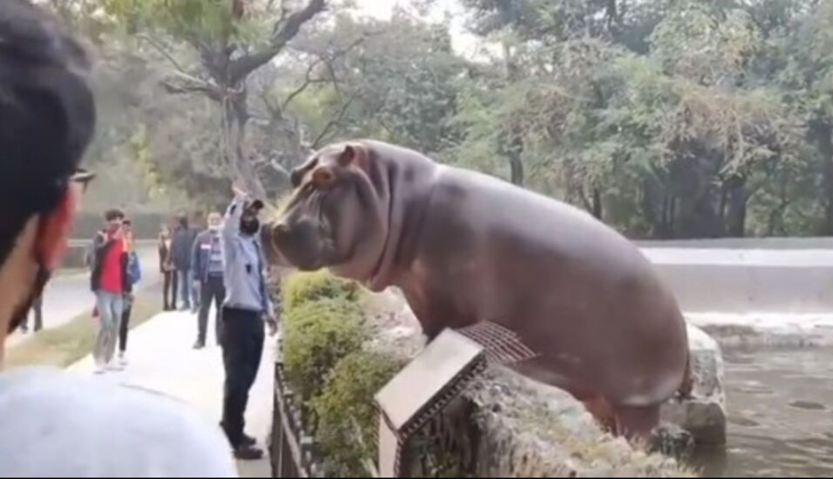 VIDEO: Guardia cachetea a hipopótamo para evitar que escape del zoológico