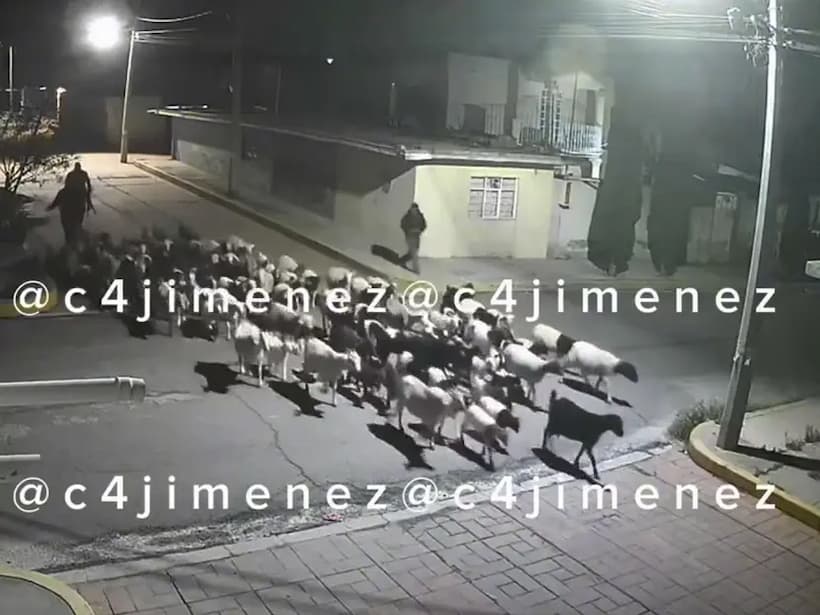 VIDEO: En cuestión de segundos roban borregos en Edomex