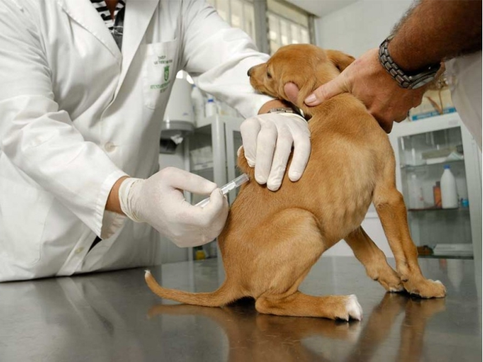 Habrá jornada de vacunación y esterilización para perros y gatos en Acapulco