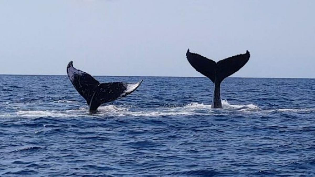 Video: Ballenas visitan costas Guerrerenses