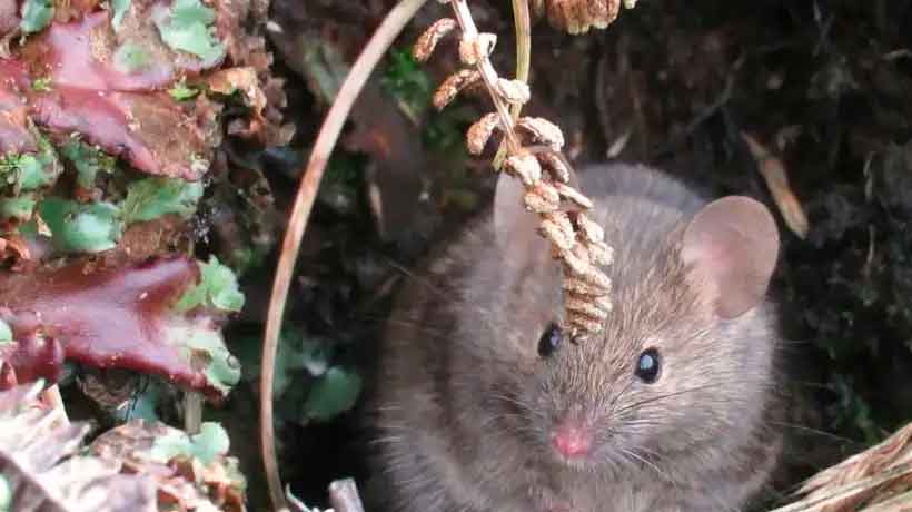 Ratones se convierten en plaga en isla de la Antartida