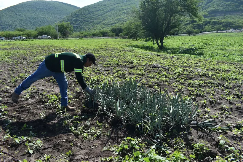 Impulsa Minera Media Luna producción de agave espadín en Cocula