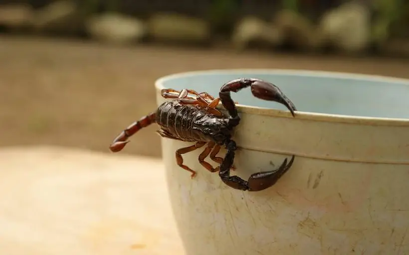 ¿Cómo evitar picaduras de alacrán en tiempo de calor?