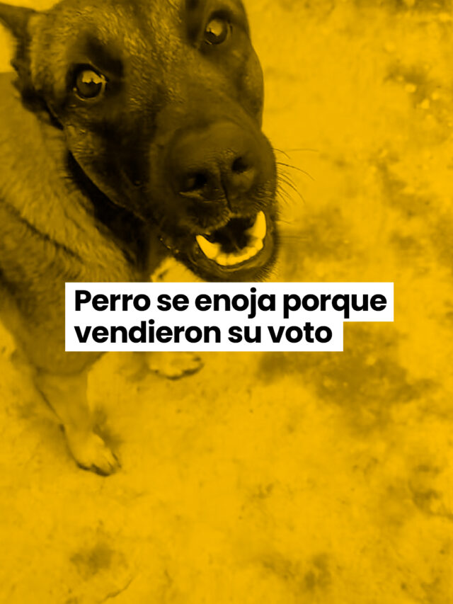 Perro se enoja porque vendieron su voto