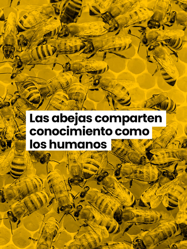 Las abejas comparten conocimiento como los humanos