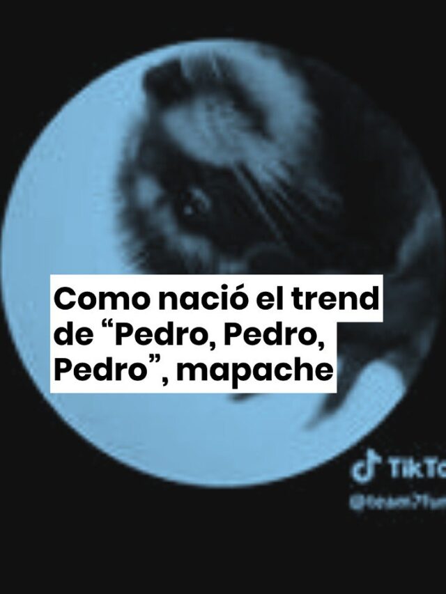 Como nacio el trend de “Pedro, Pedro, Pedro”, mapache