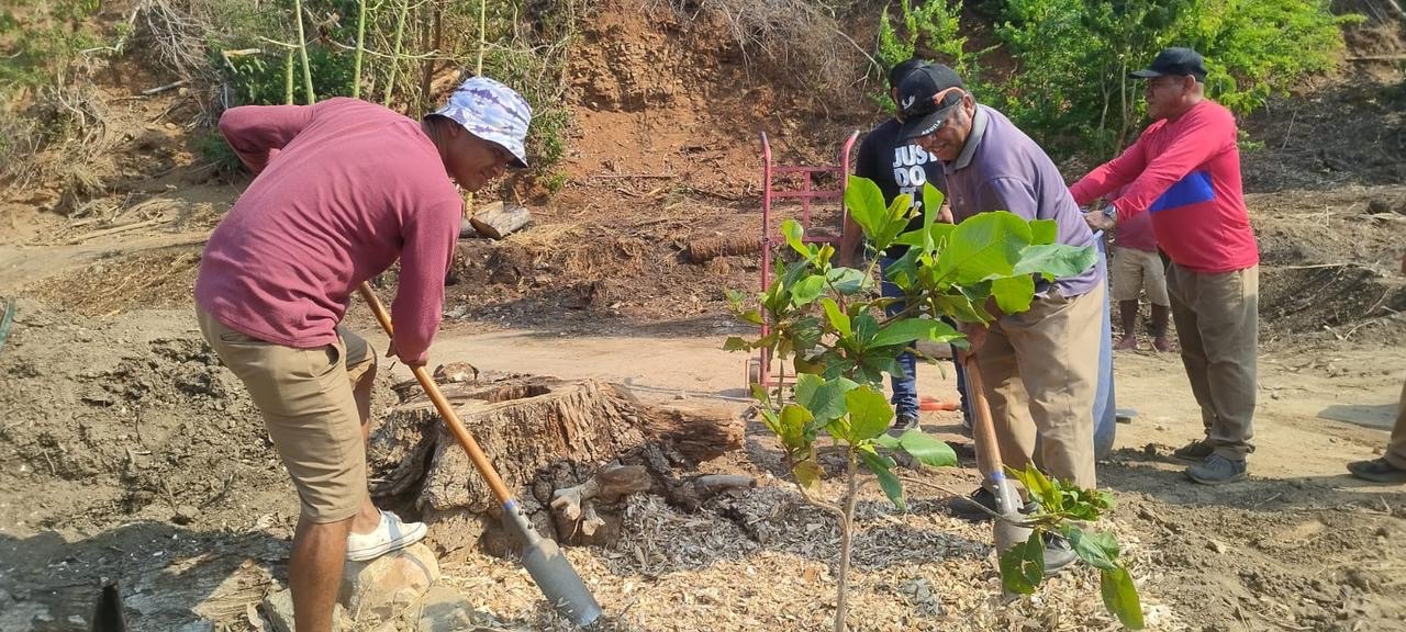 Usan troncos de árboles derribados por Otis para reforestar parque Papagayo