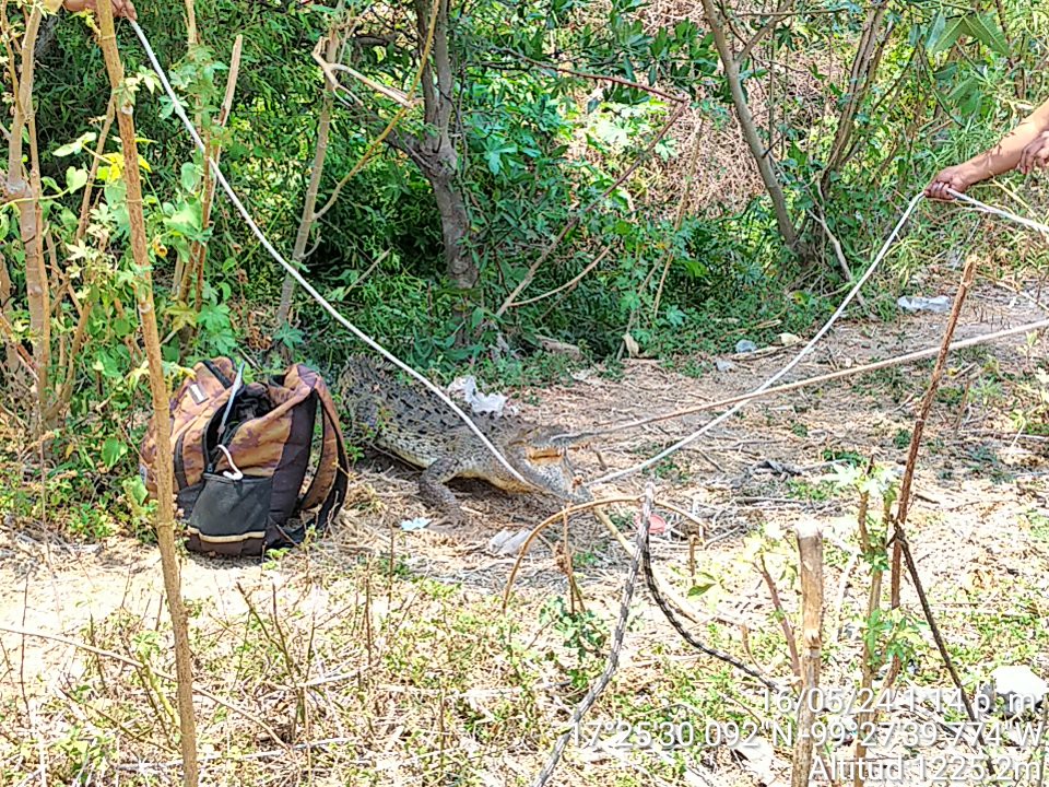 Capturan a cocodrilo en barranca de Chilpancingo