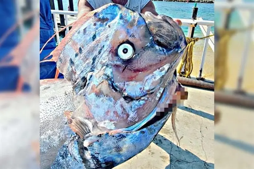 Encuentran enorme pez remo cerca de Los Cabos; afirman que augura terremotos
