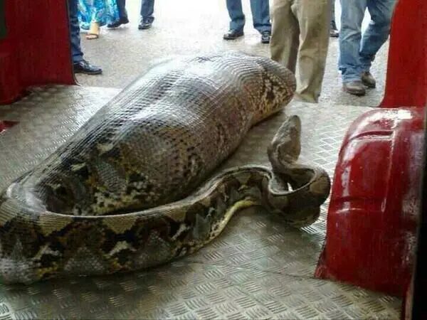 Mujer que desapareció es encontrada dentro del estómago de una serpiente