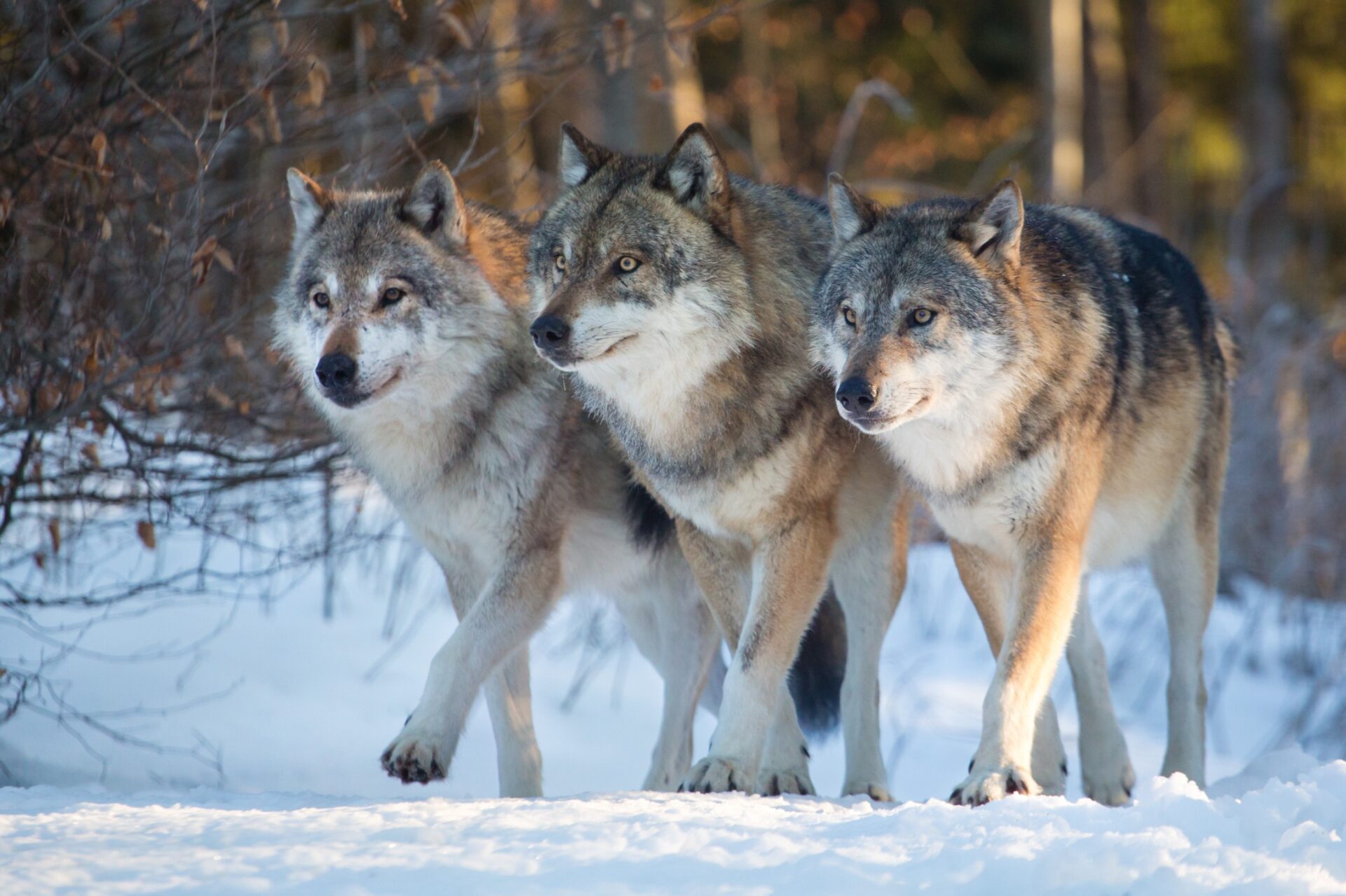 Lobos atacan a mujer y le dejan heridas de gravedad en zoo de Francia