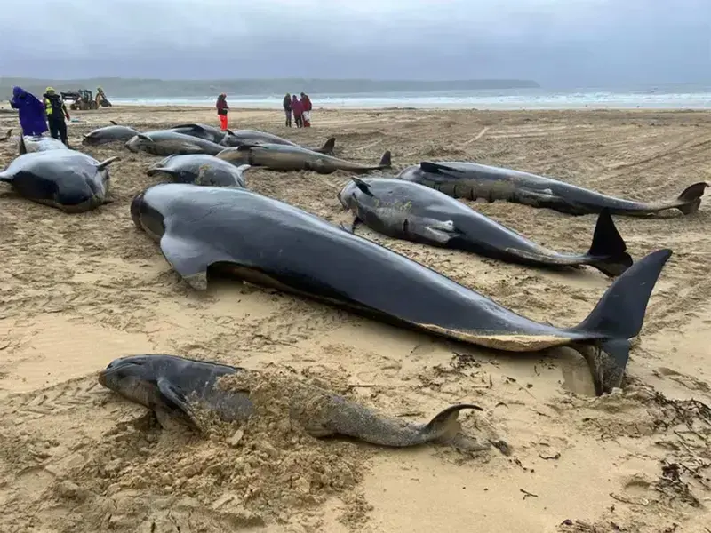 Tragedia en Escocia: Más de 70 ballenas quedaron varadas