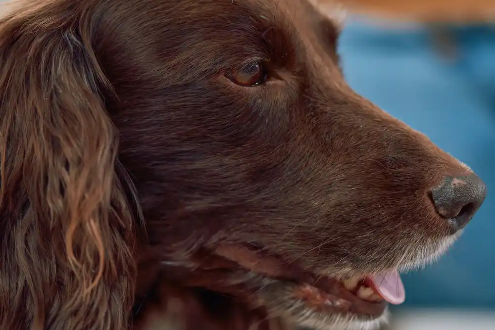 Moquillo en perros: ¿Qué es y cómo tratarlo para proteger a tu mascota?