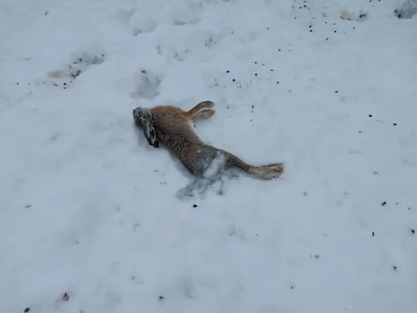 Animales se congelan en Argentina por Ola Polar