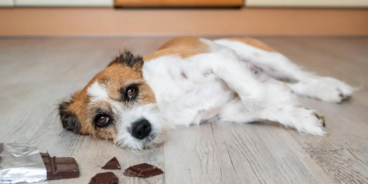 ¿Tu perro comió chocolate? Esto debes hacer