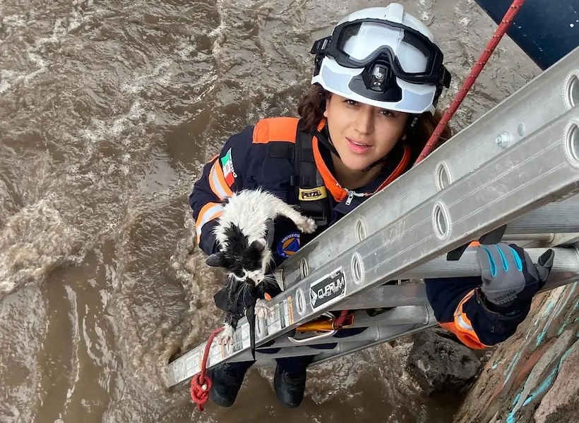 Rescatan a gatita en Querétaro; la arrastró la corriente por fuertes lluvias