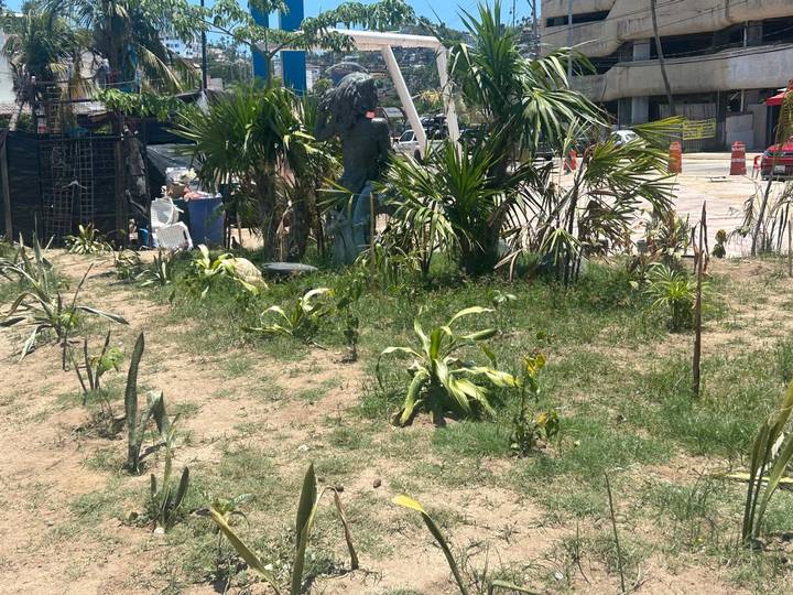 Desaprueban la reforestación de Sedatu en la zona turística de Acapulco