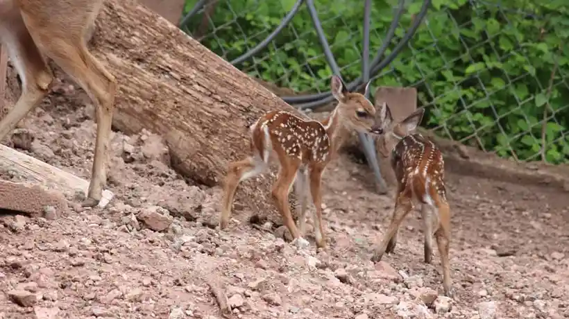 Nacen dos “Bambis” en la Granja Amojileca de Chilpancingo