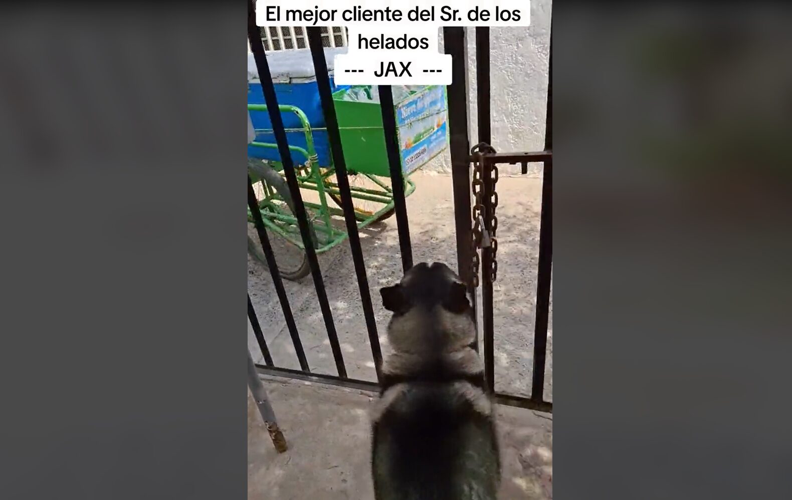 ¡KHE! Husky se emociona al escuchar el carrito de las nieves