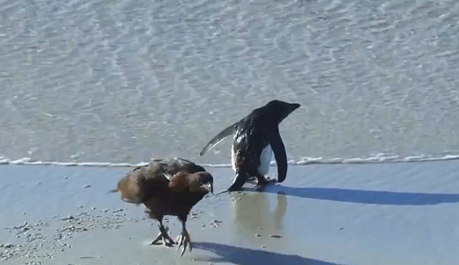 ¡Uff! Patos salvan a un pingüino de ser devorado por águilas