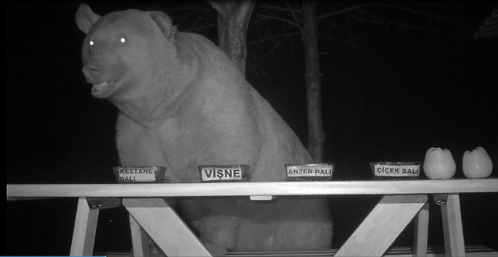 Apicultor convierte a osos en sus catadores de miel